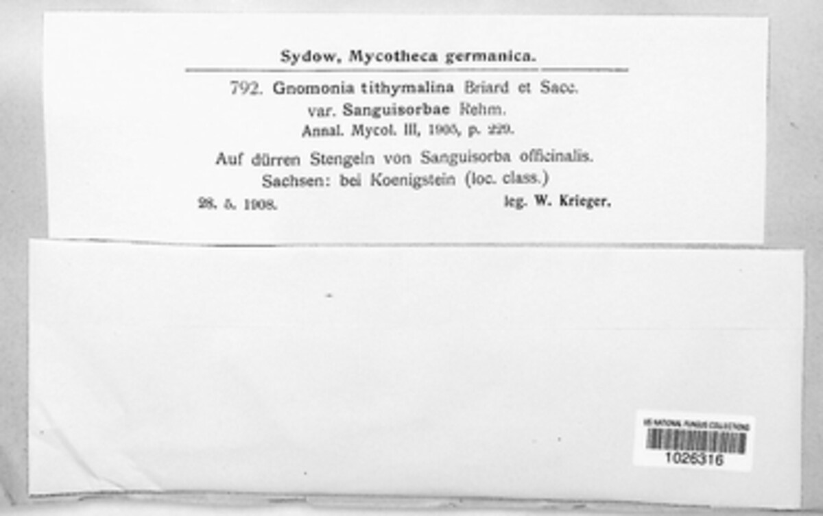 Gnomonia tithymalina image